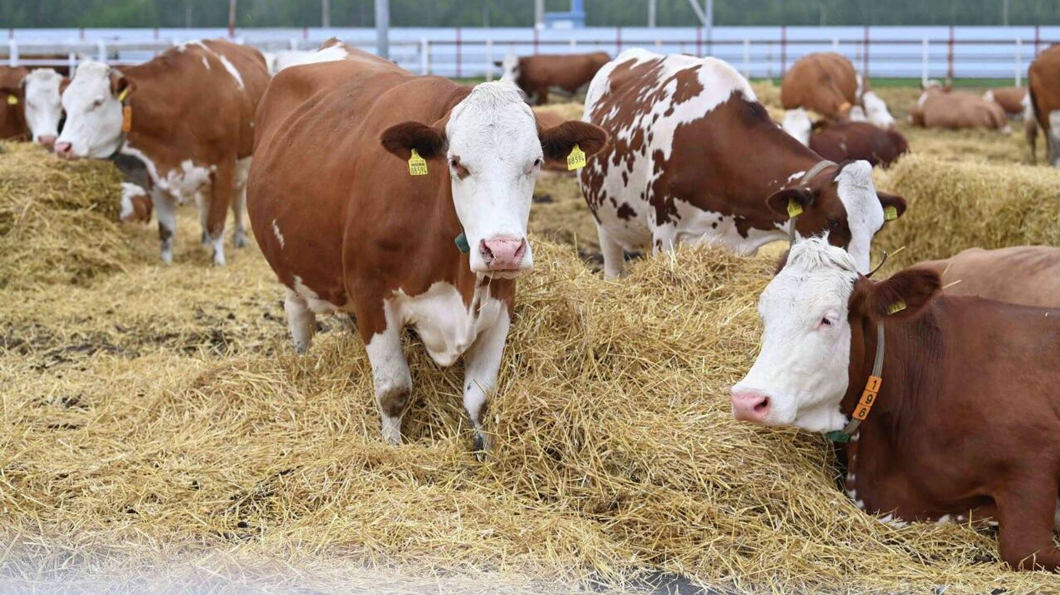 Farmer in Akmola Region Illegally Received 50 Million Tenge in Subsidies