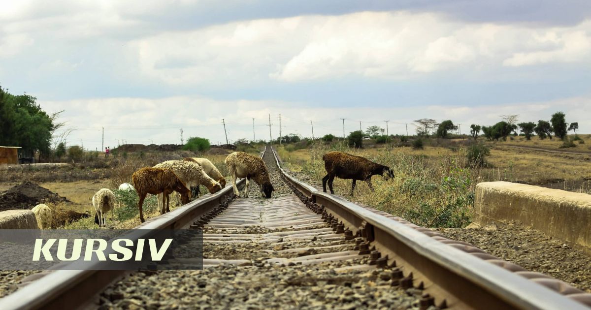 В Акмолинской области поезд насмерть сбил 13 овец