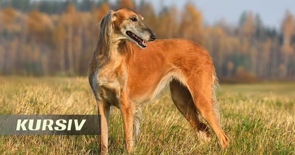 В Астане выбрали лучших представителей породы қазақы тазы