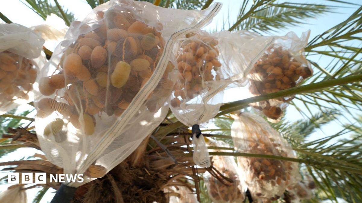 West Bank Date Farmers Weigh Impact of UK Sanctions on Israeli Settlers