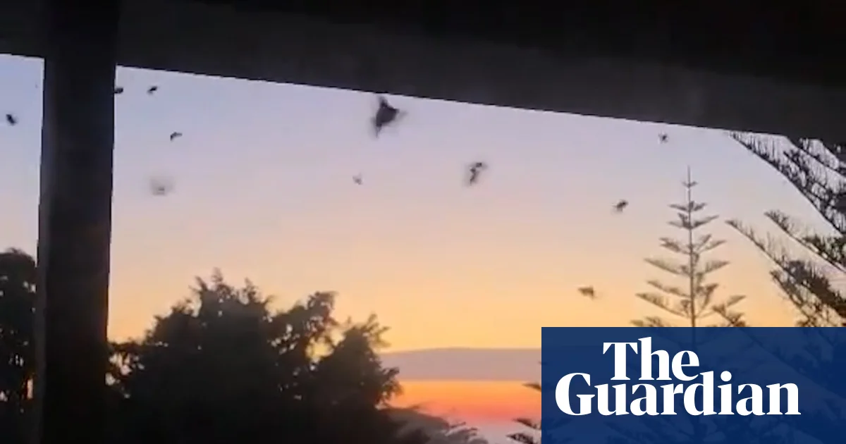 Huge swarms of bogong moths surprise NSW residents, may signal species recovery