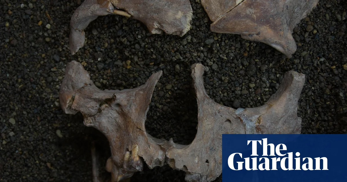Индонезийские охотники могли сосать орехи, меняющие сознание, 25 000 лет назад