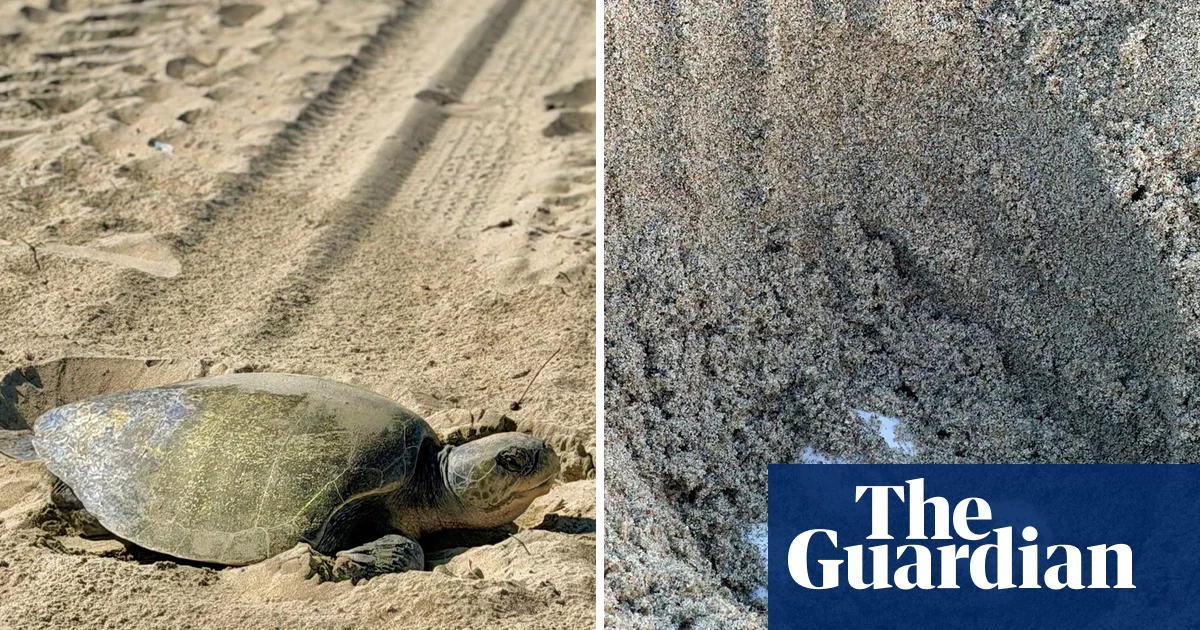 In historic first, tropical turtles spotted nesting on California beaches