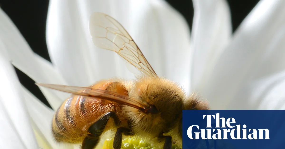 More than 800,000 bees stolen in far north Queensland