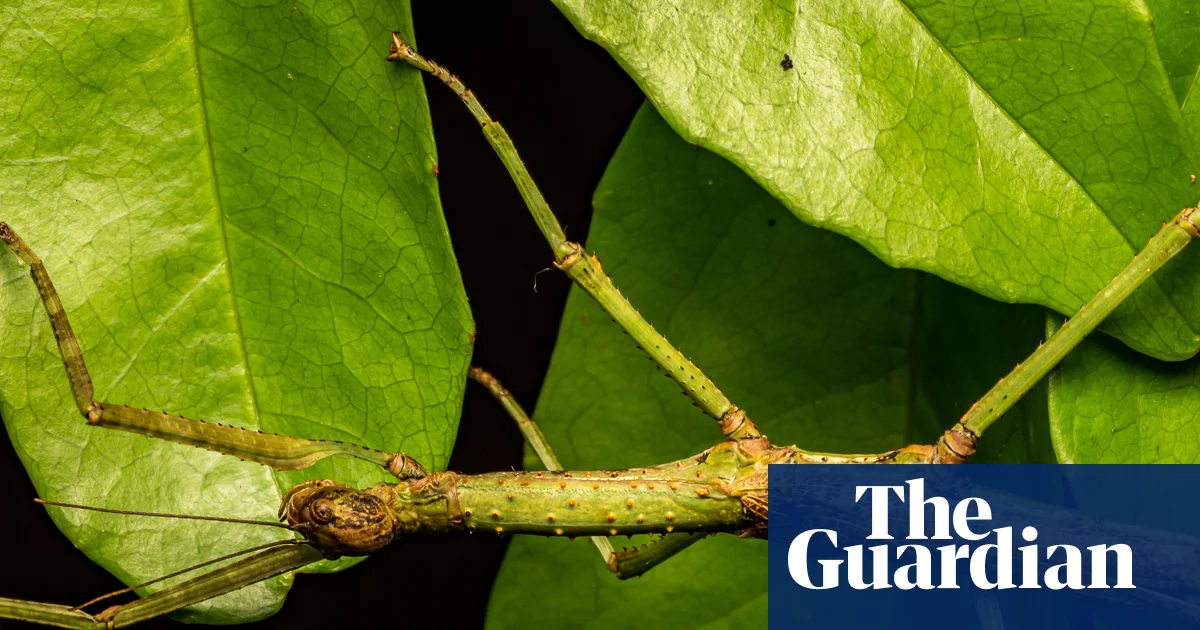 New Australian stick insect species discovered in Queensland