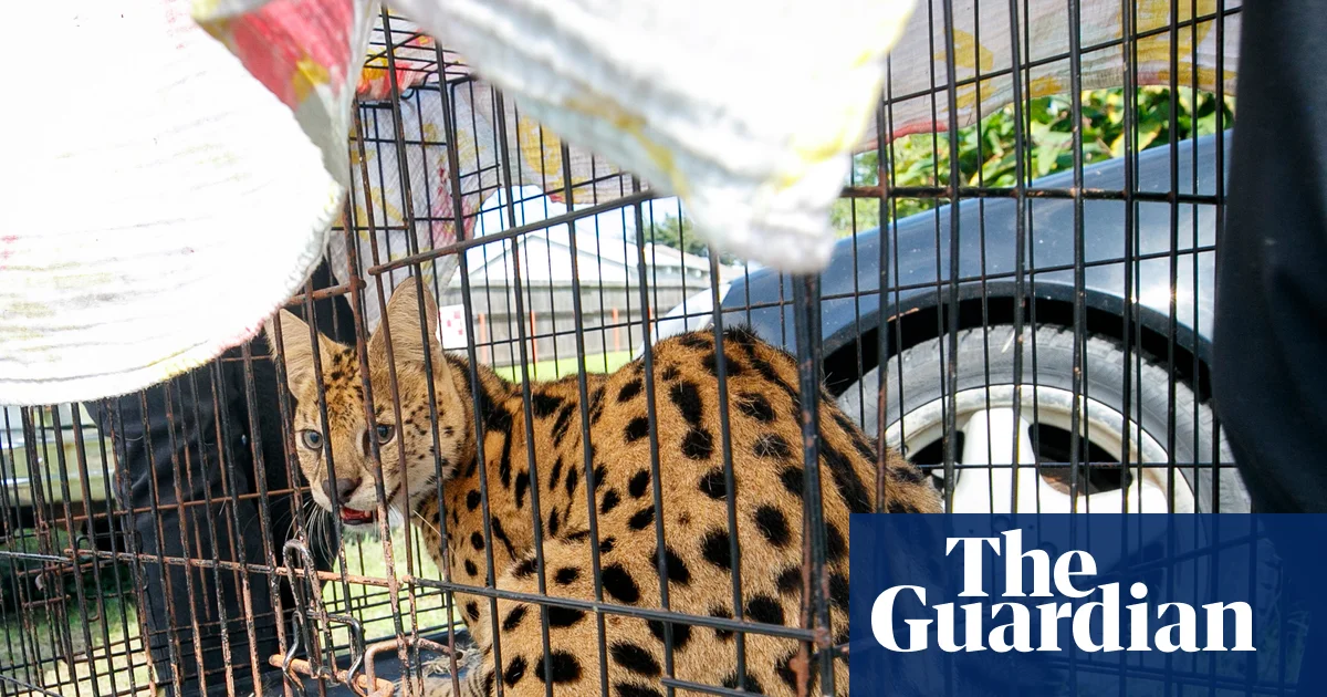 Пожарные в Луизиане нашли дикую кошку из Африки при тушении дома