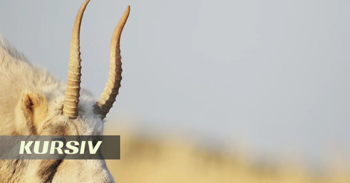 Criminal case opened in Mangistau over saiga carcass found in car trunk