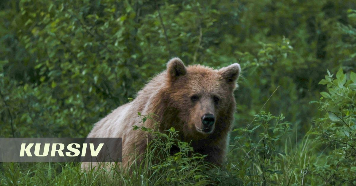 Маркакөл қорығындағы фотокақпанға қоңыр аю түсті