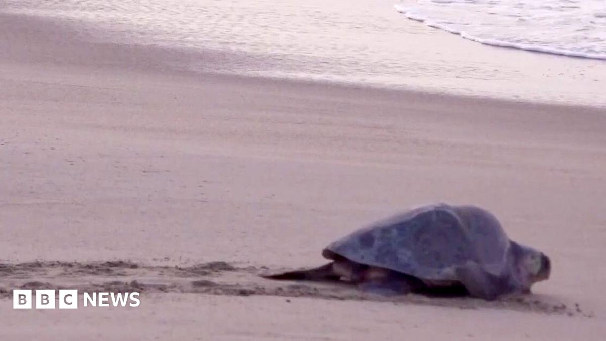 Mass nesting brings thousands of turtles to Mexican beach