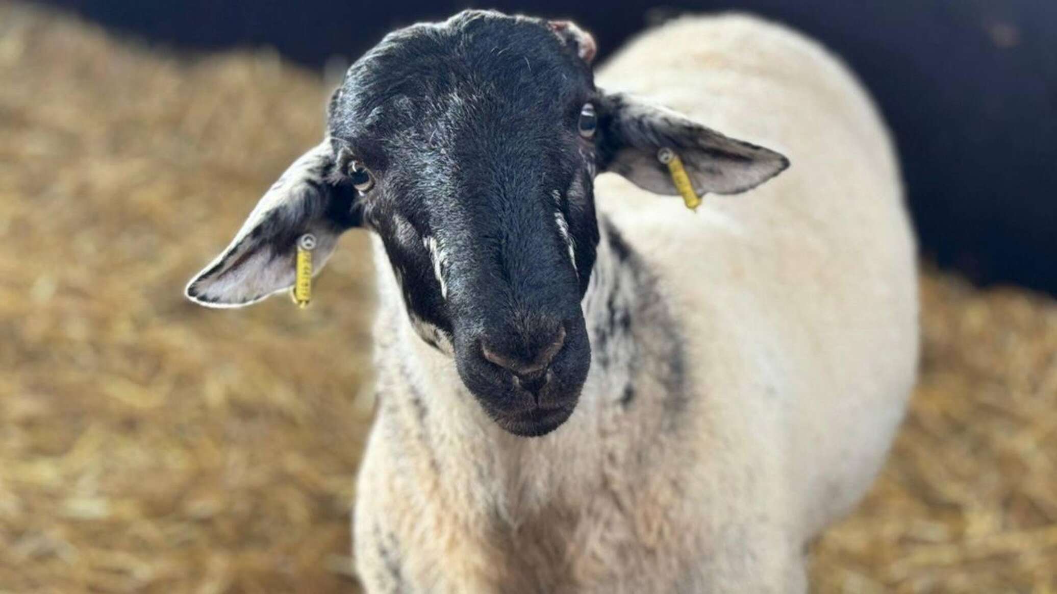 Car hits flock of sheep in Pavlodar