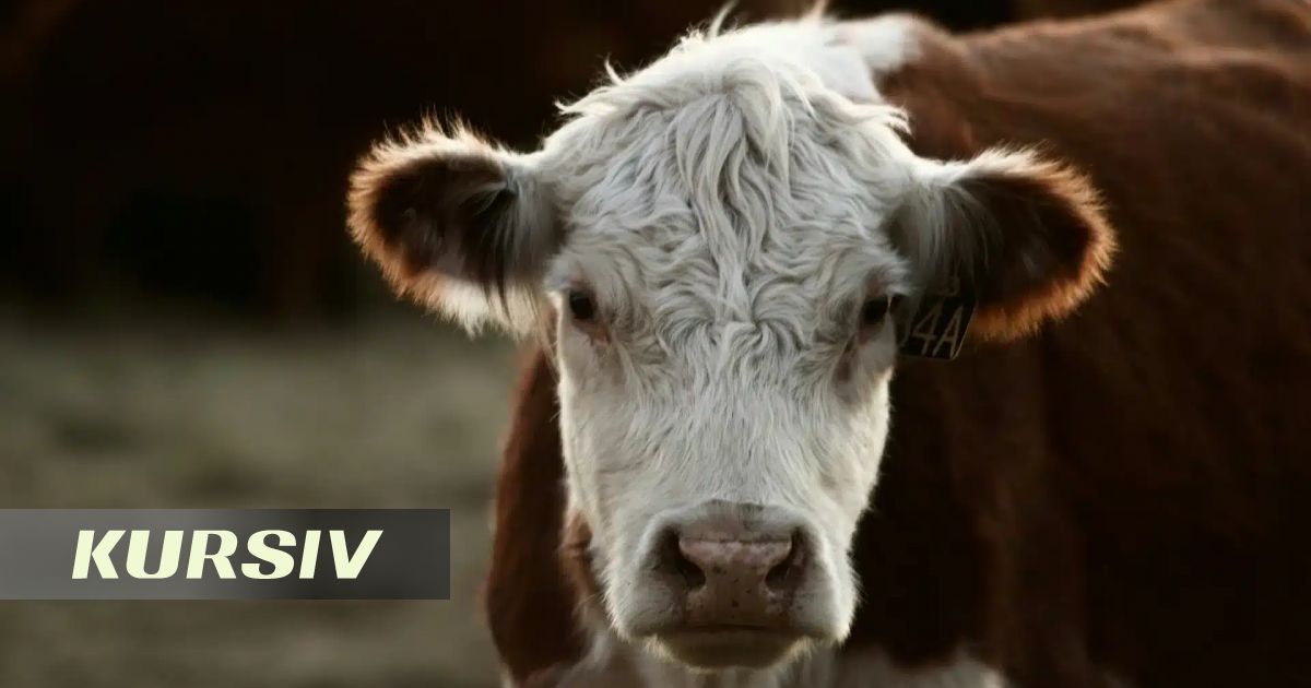 Профессор ветеринарияда «Ташимов ауруын» енгізуді ұсынды