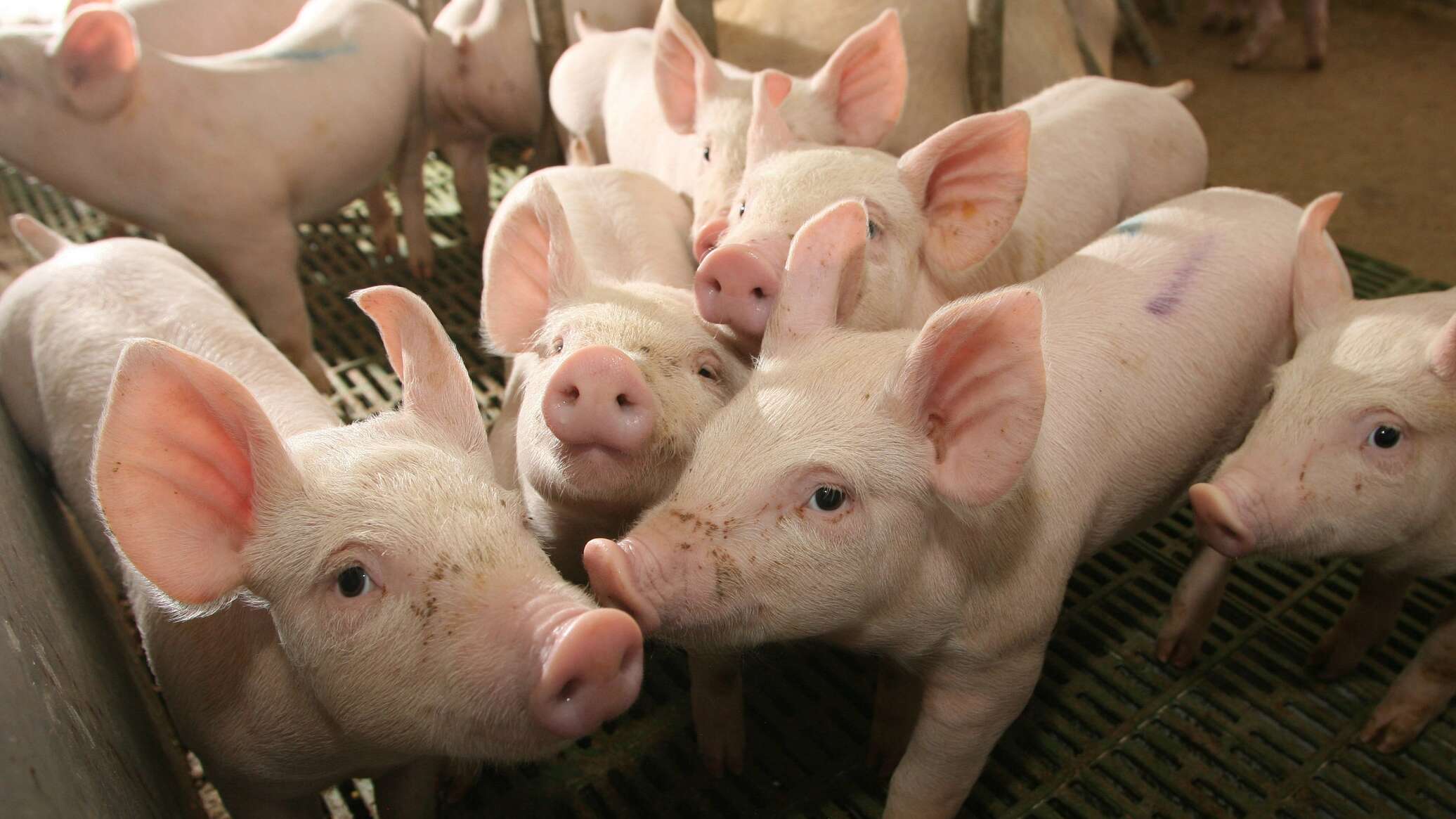 Truck carrying 193 pigs overturns in Karaganda region