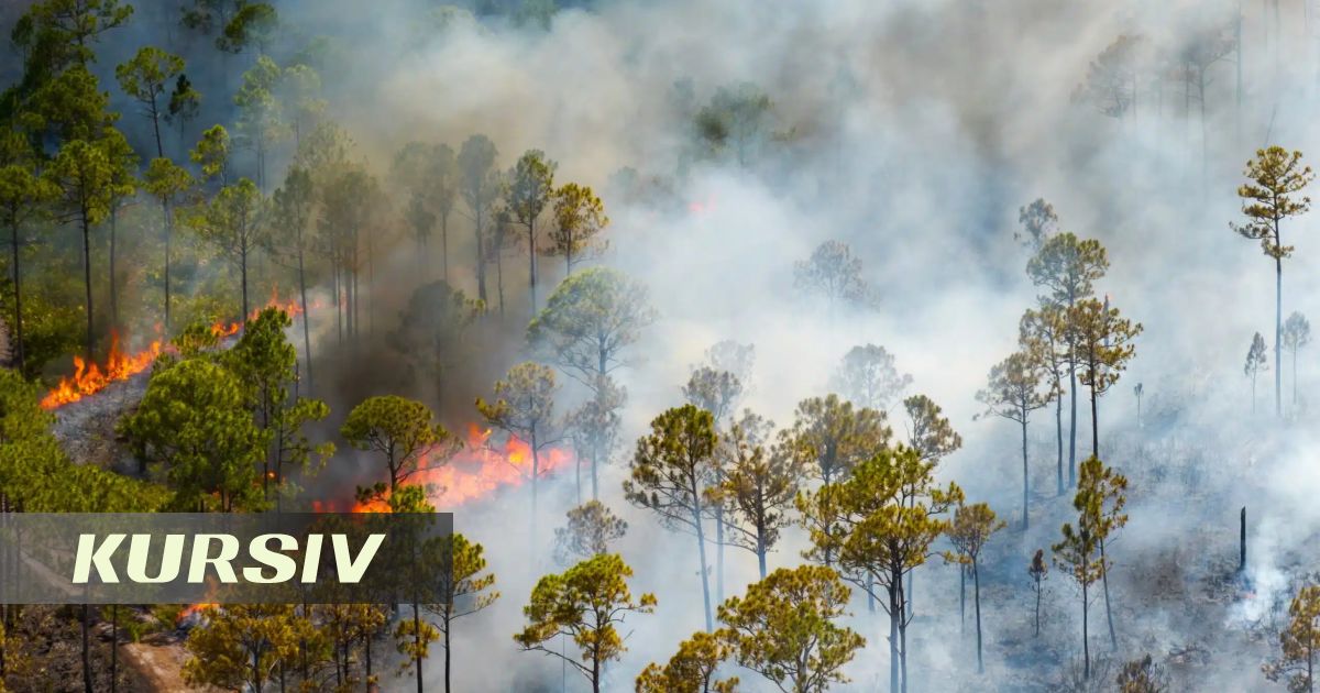 Five fires recorded in Kazakhstan's forests in one day