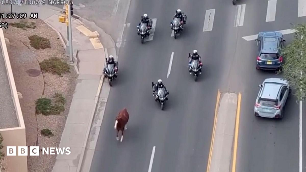 Runaway horse captured by police on motorbikes in Santa Fe