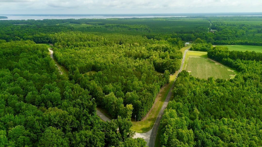 An aerial view of a forest with lots of trees