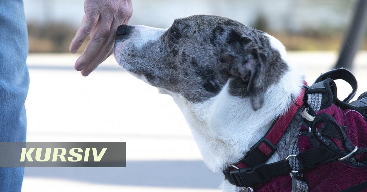 In India, Dogs Trained to Detect Cancer by Smell