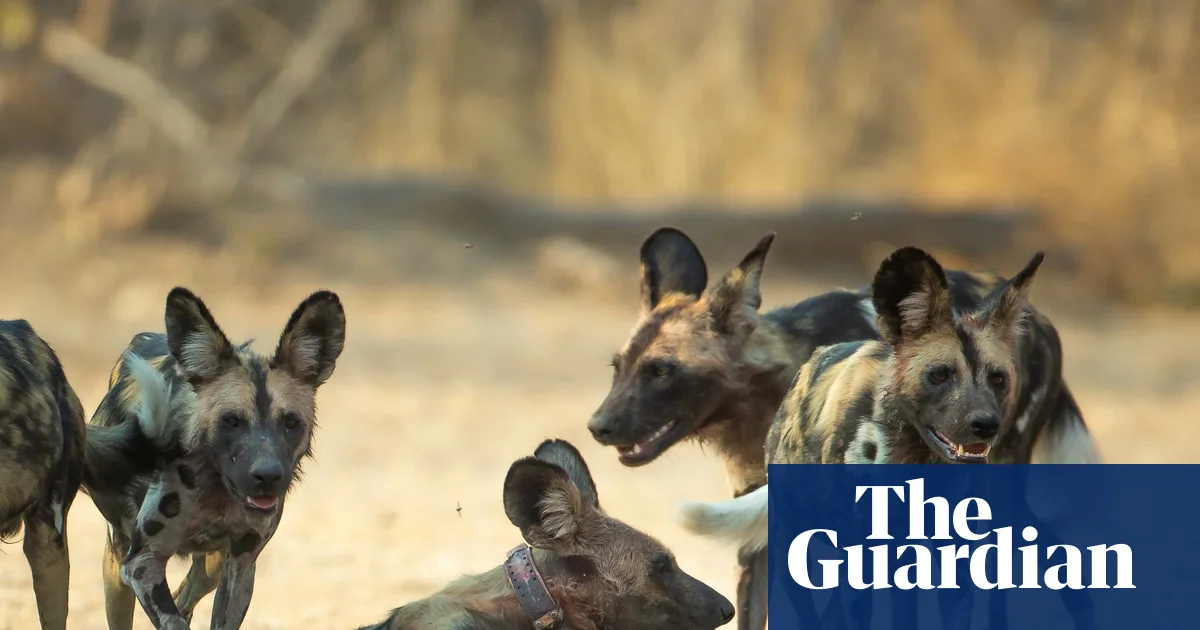 Three African wild dog brothers make Africa's longest journey