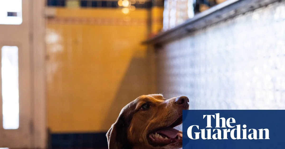 Dogs in pubs: Victoria moves to overturn ban