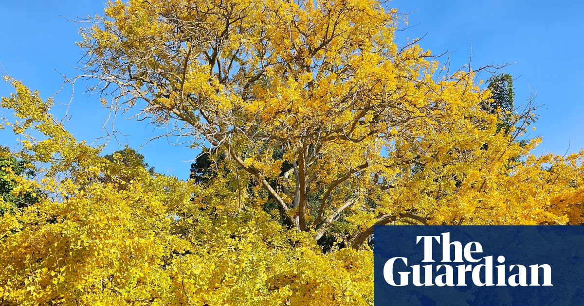 Victoria's tree of the year: gums, gingkos and a golden wych elm