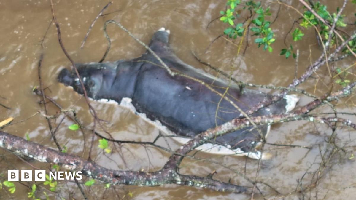 Zambia anthrax outbreak: public warned not to eat dead wildlife