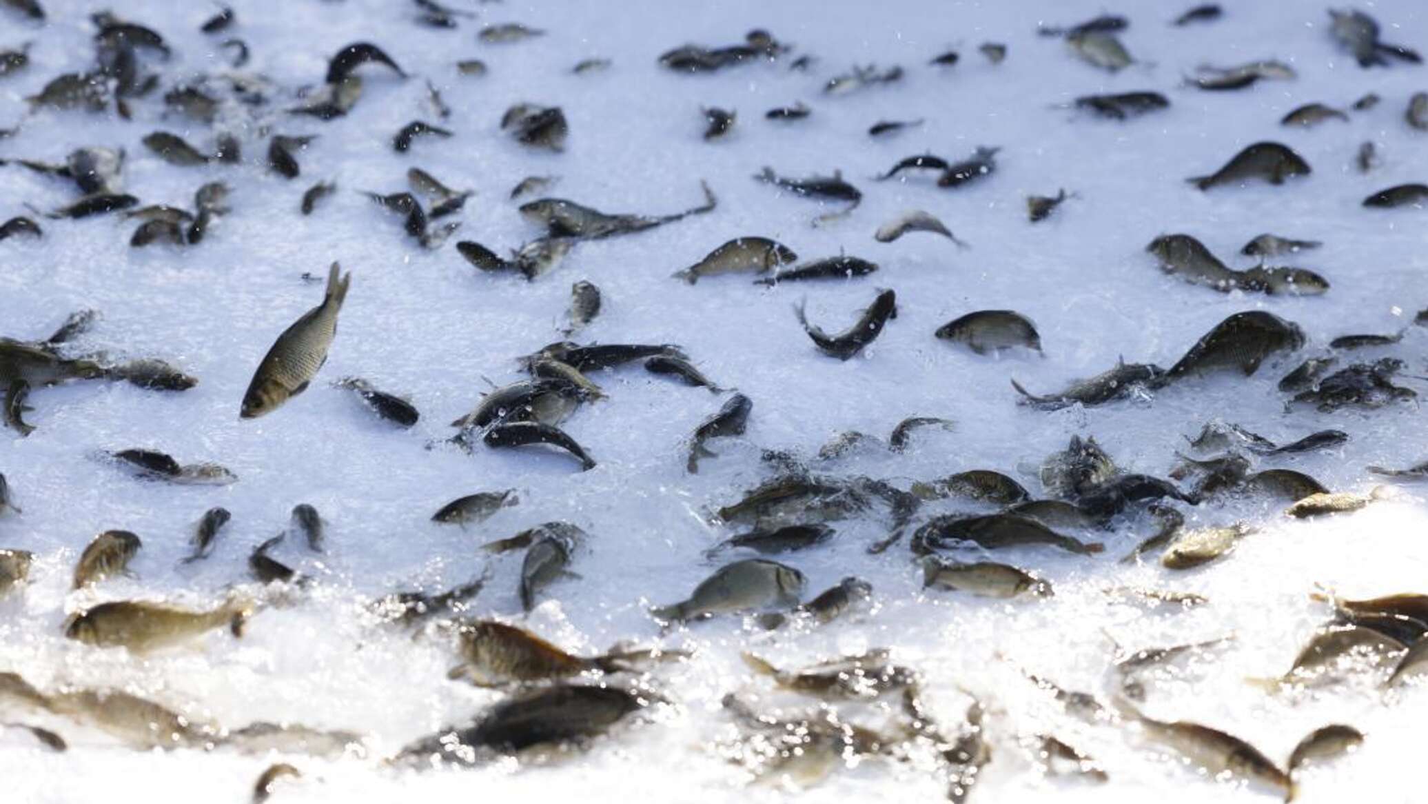 Over 150,000 fry released into Ili River in Almaty Region
