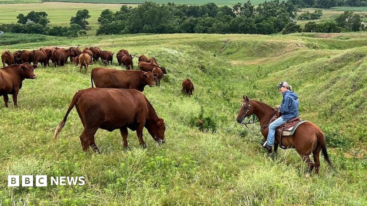 American ranchers wrestle with soaring costs and Trump loyalty