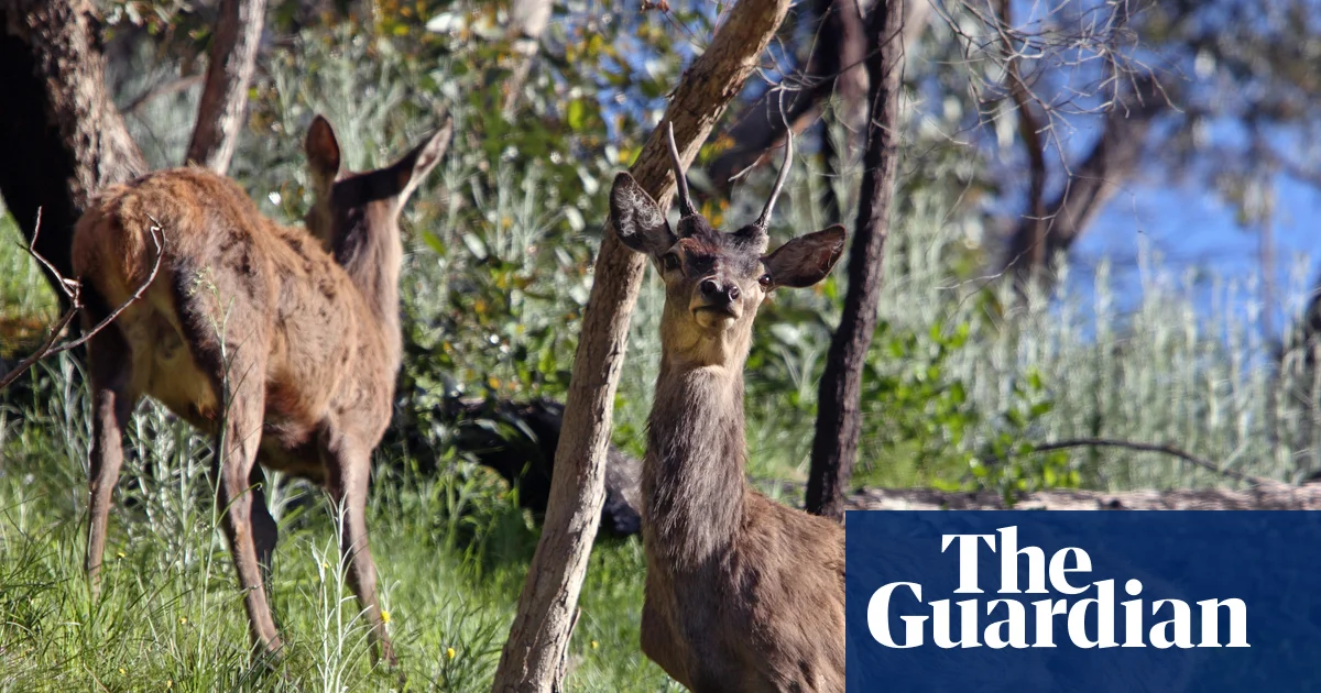 Feral deer will become Australia's next feral pig problem without prompt action, report warns