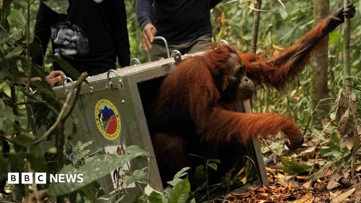 Endangered orangutans released back into the wild after Borneo fires