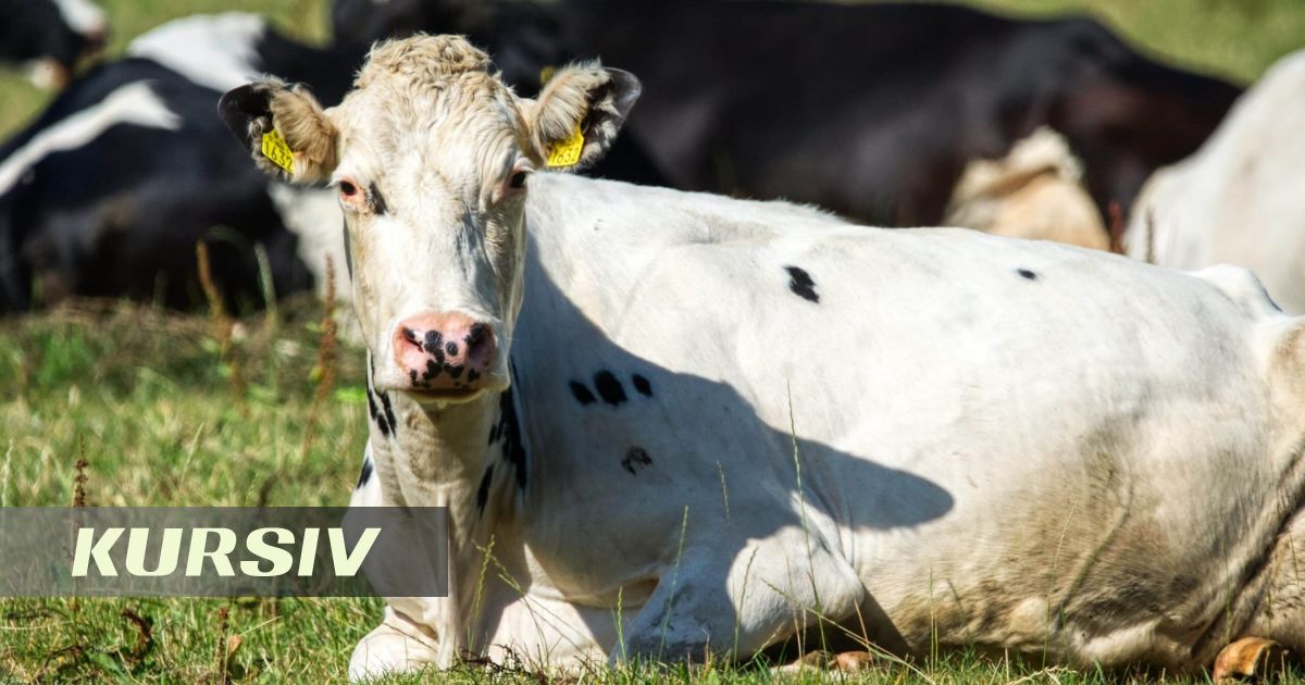 WHO assesses danger of Schmallenberg virus spread