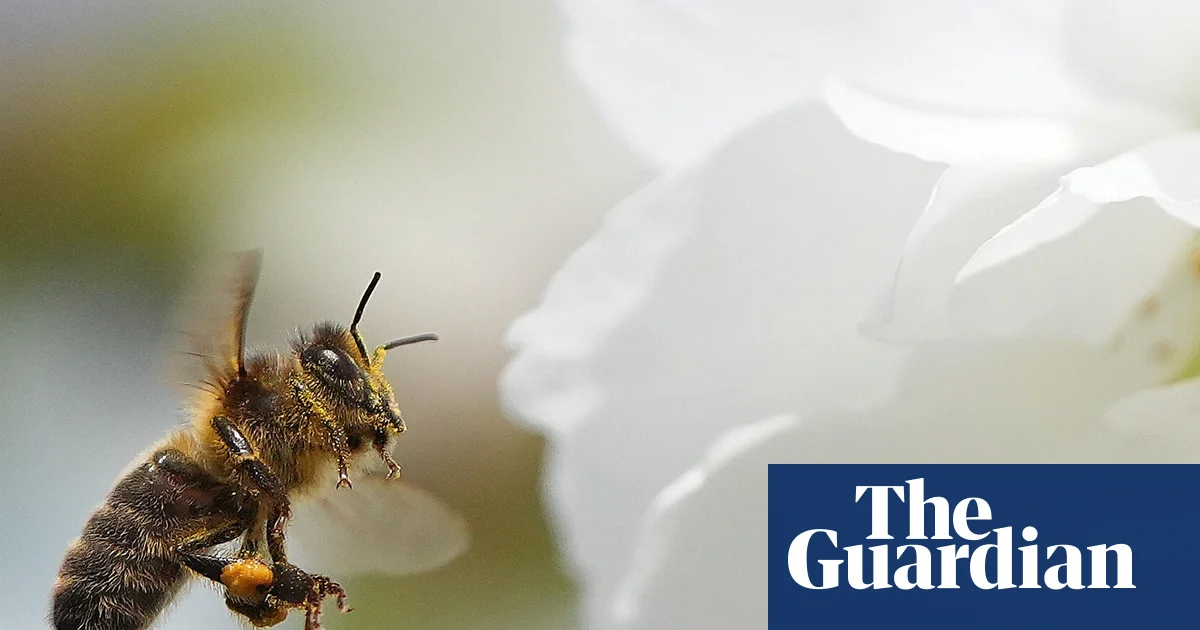 Most of Europe’s wild bee species in decline, study finds