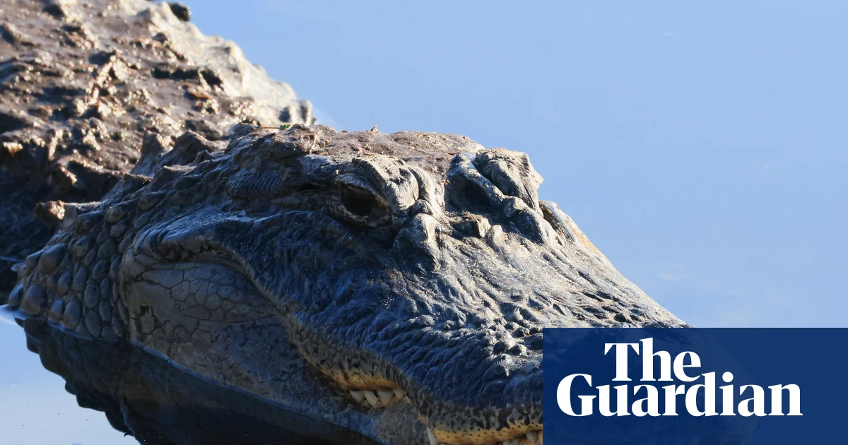 Florida fisher dragged into water and killed by 12ft alligator