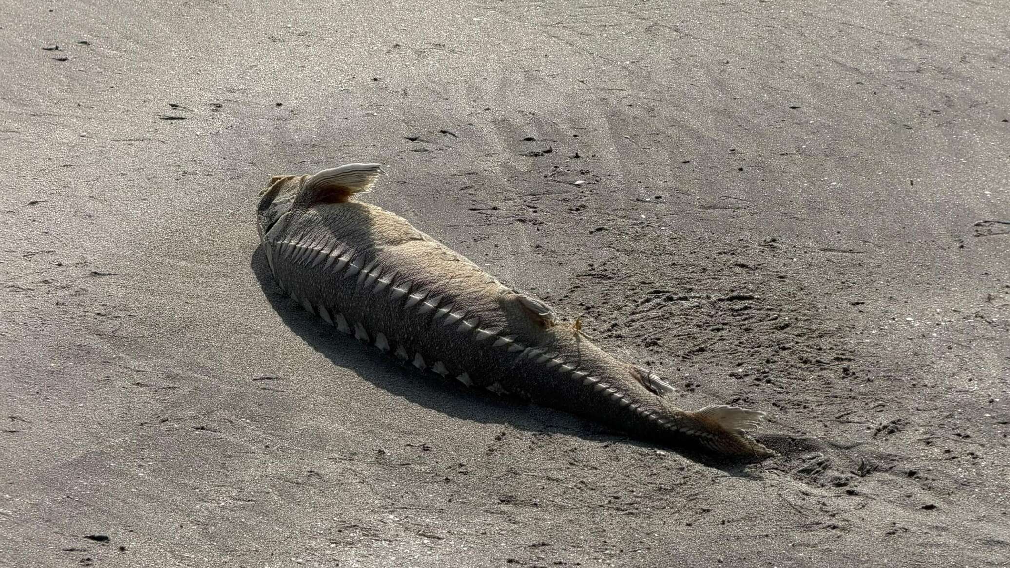 Over 170 sturgeon carcasses found on Caspian coast
