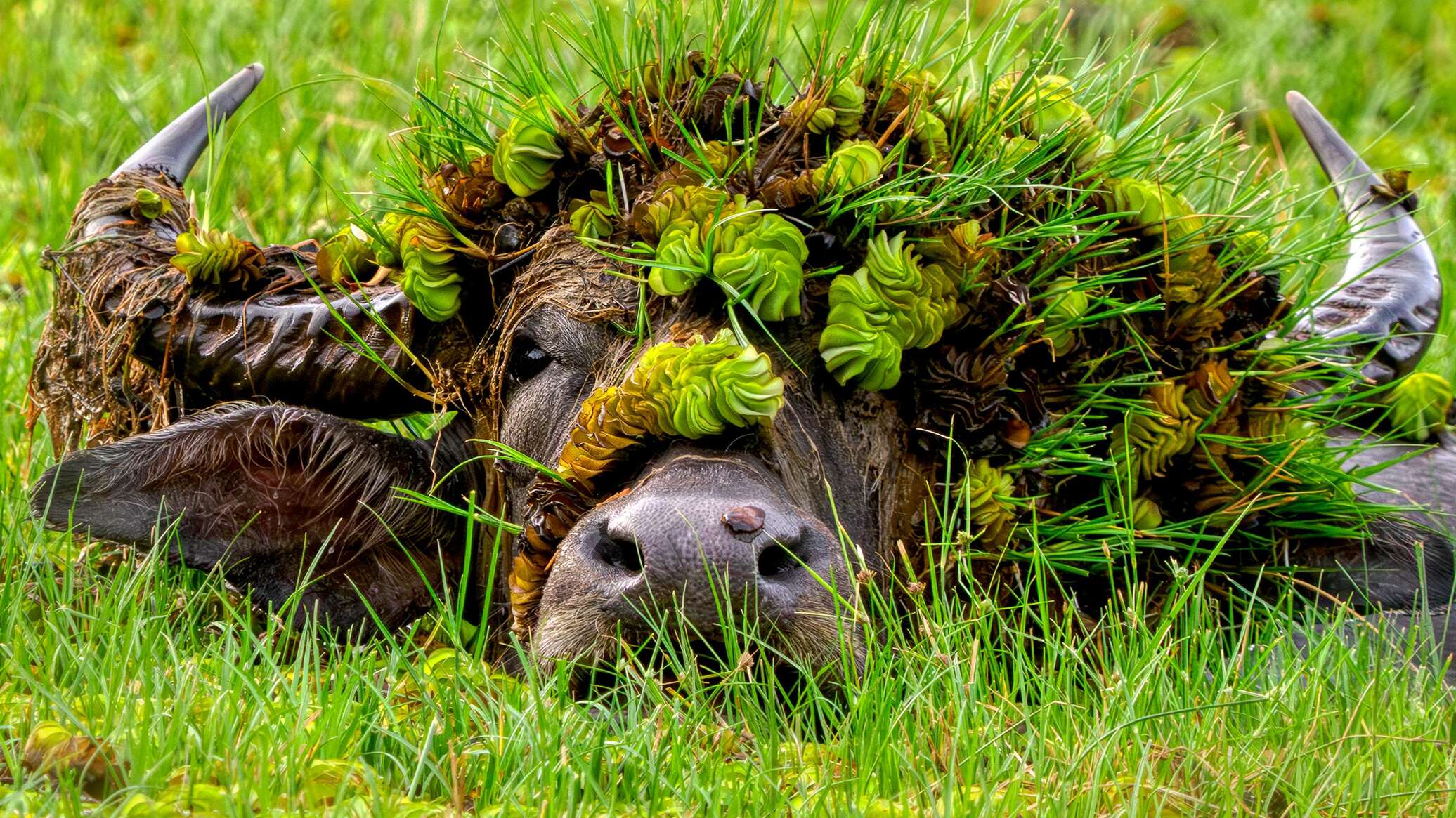 Nikon Comedy Wildlife Awards 2026: finalists announced