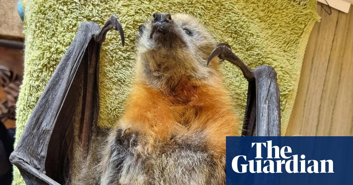 Flying foxes in NSW and Victoria face mass starvation amid food shortages