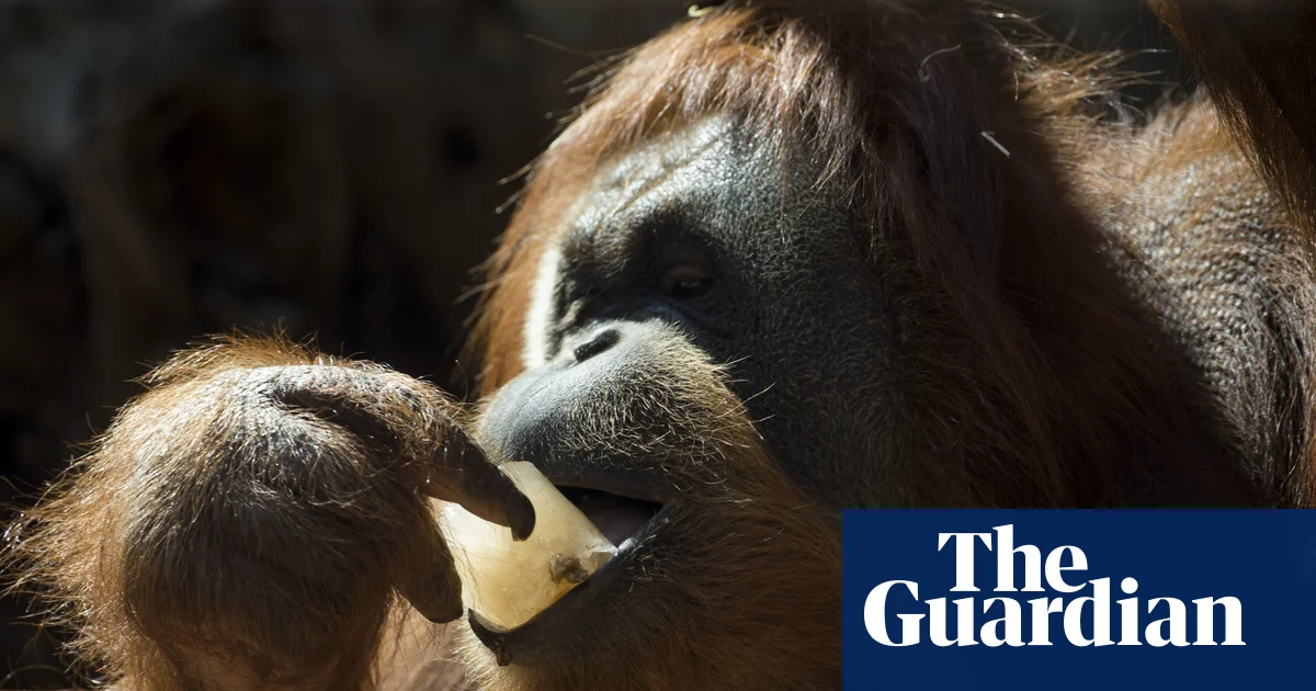 Orangutans prefer food linked to laughter sounds, study finds