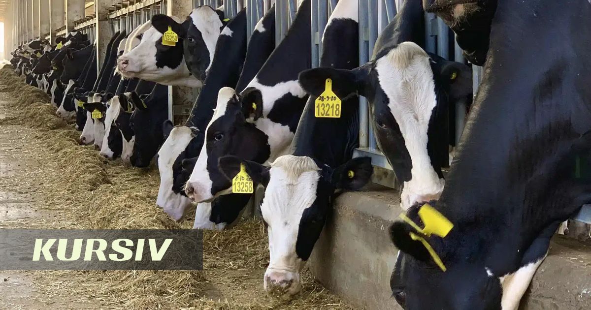 Kazakhstan allocates 80 billion tenge for livestock purchase