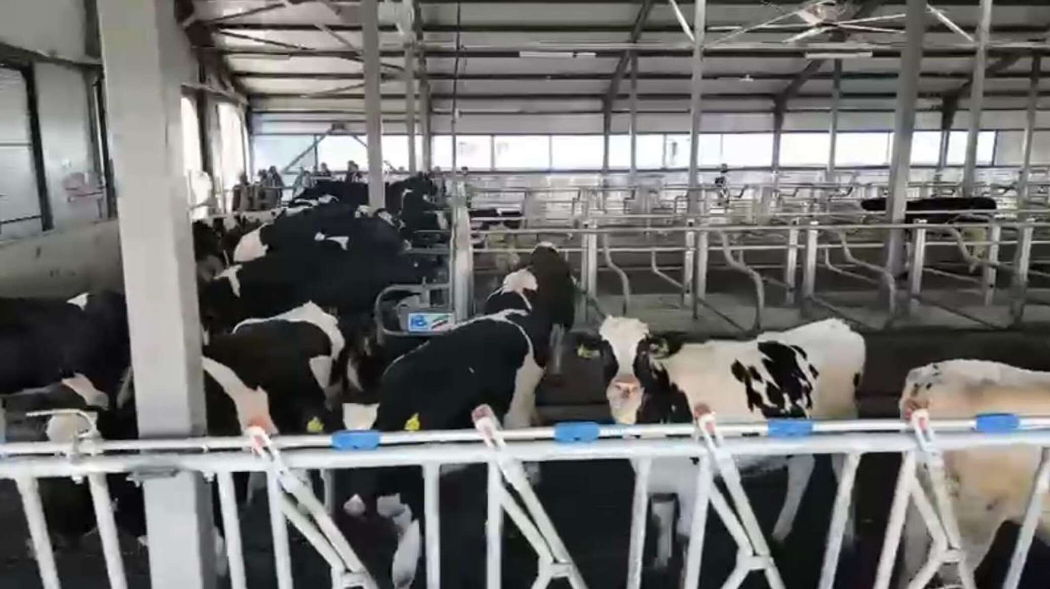 Kazakhstan expands its pedigree livestock herd