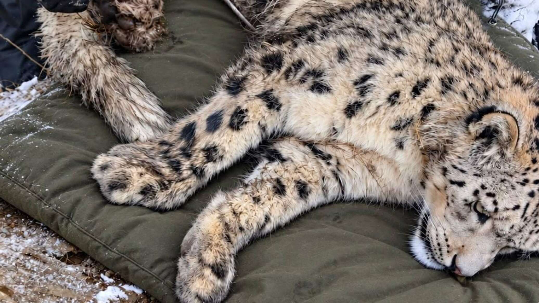 Kazakhstan fits snow leopard with satellite collar for first time