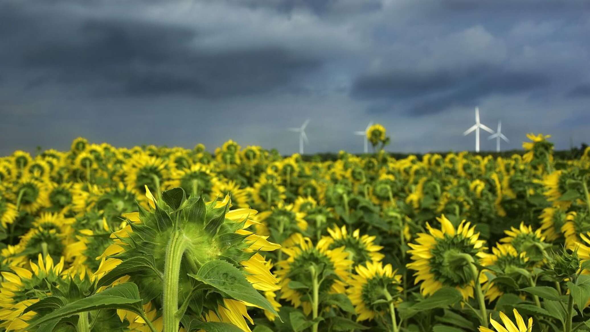 Renewable energy share in Kazakhstan reaches 8.5%
