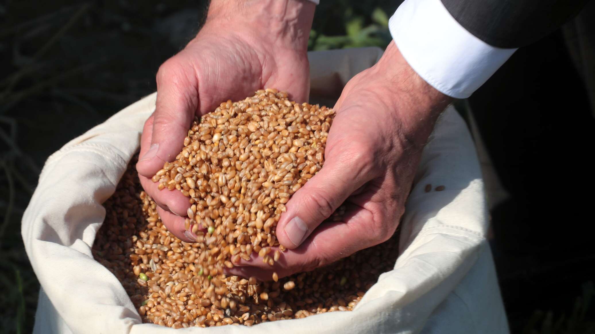 Экспорт зерна из Казахстана вырос: лидируют подсолнечное масло и пшеница