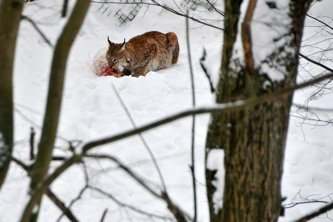 Lynx eating prey in a snowy forest