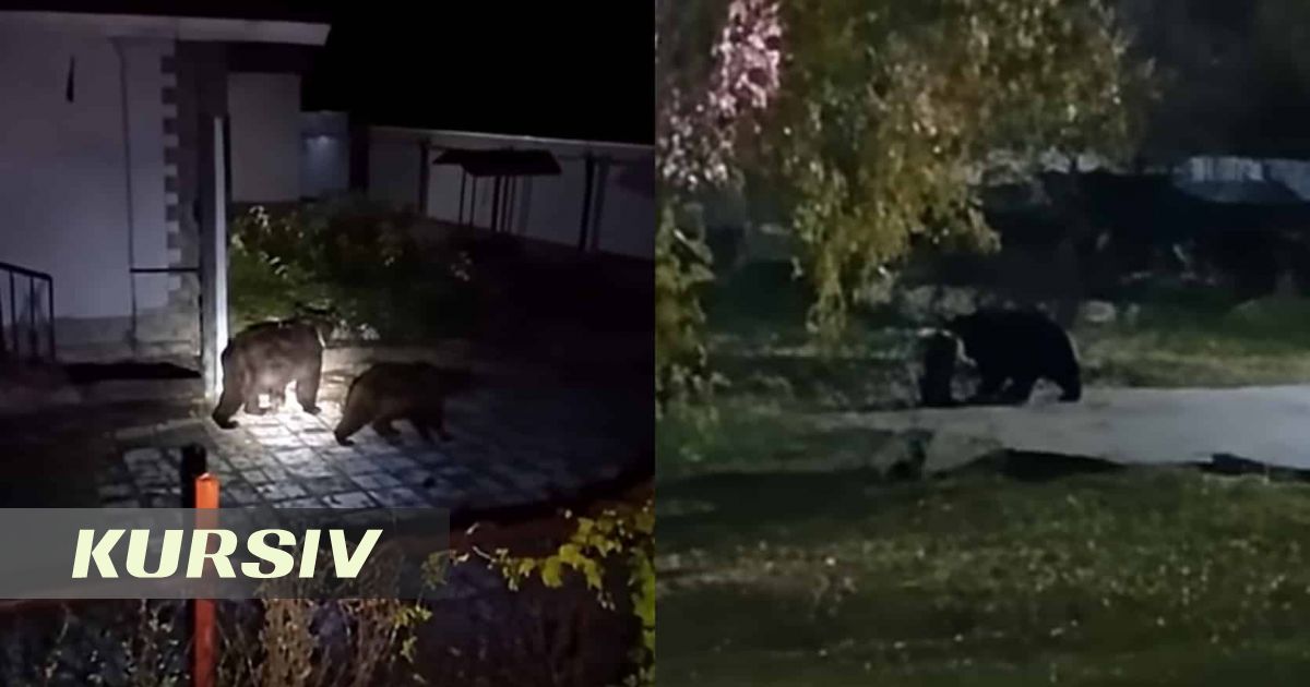 Медведи бродят возле домов и школы в Риддере: жители требуют принять меры