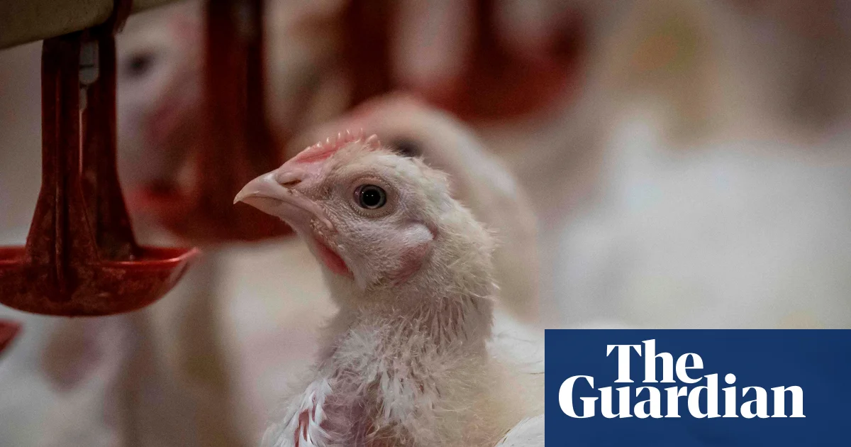 Директор RSPCA NSW ушел в отставку из-за стандартов благополучия курицы под брендом RSPCA