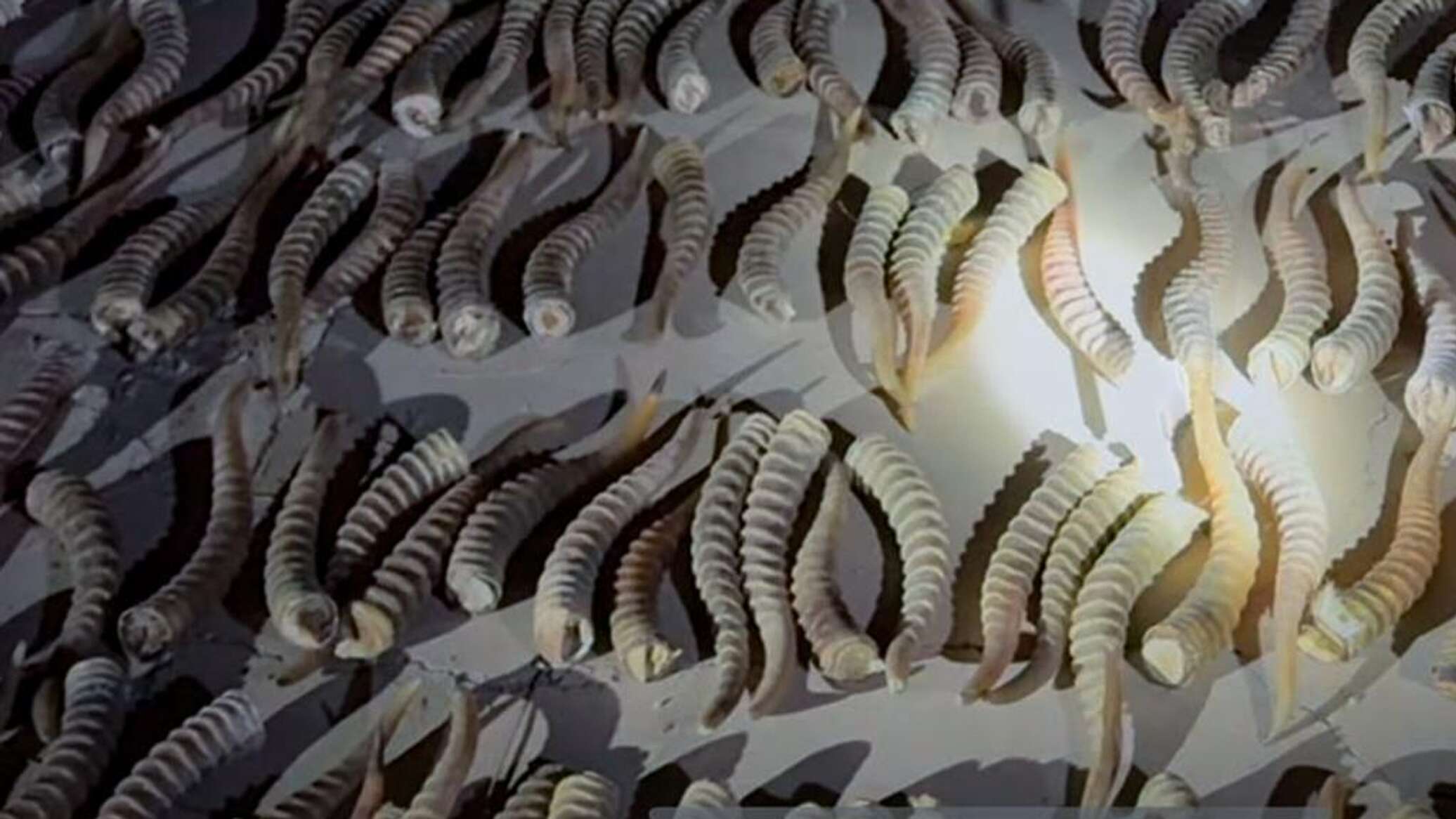 620 saiga horns seized at border