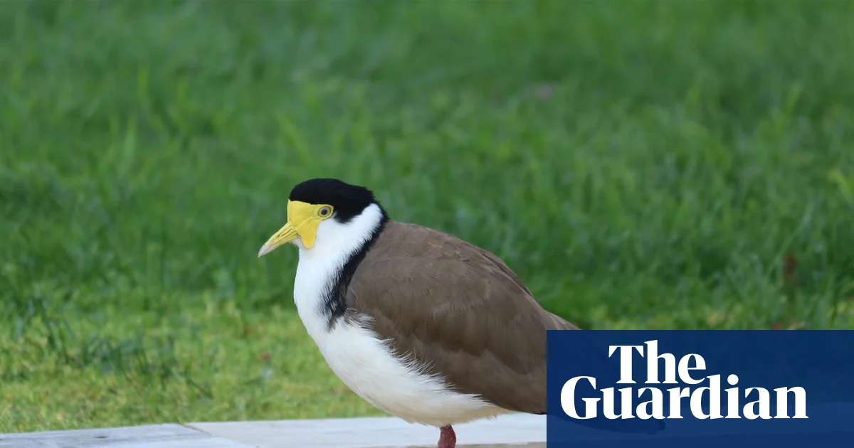 Plover, not a fighter: masked lapwing nesting on Tasmanian cricket ground indifferent as play continues