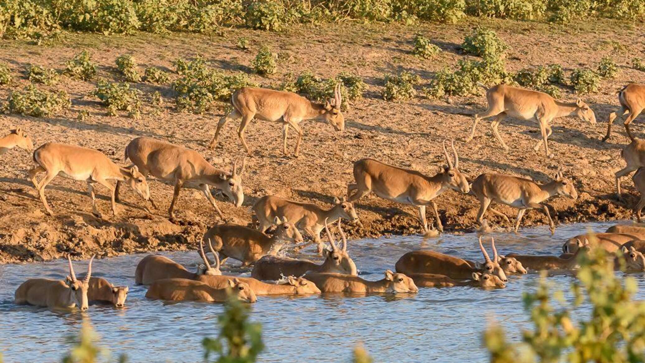 Tokayev: 98% of global saiga population inhabits Kazakh steppe