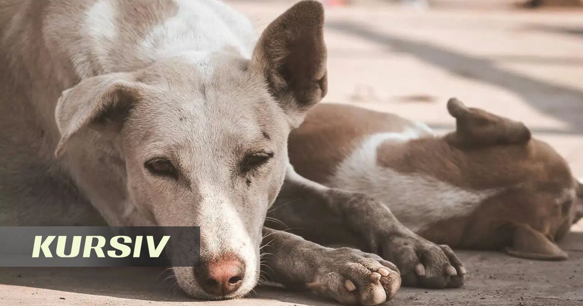 Волонтеры спасли всех собак из приюта убитого владельца Dog House