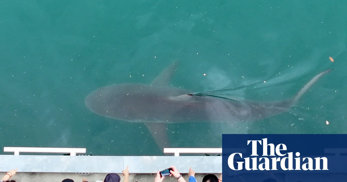 YouTubers guarded shark trapped in South Korean canal for a month